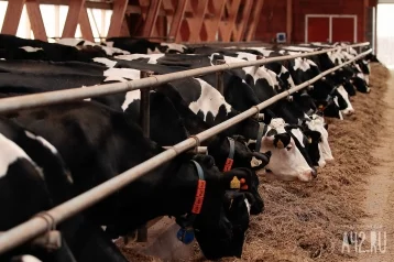Фото: В Кузбассе началось строительство животноводческого комплекса: там будут производить 22 тысячи тонн молока в год 1