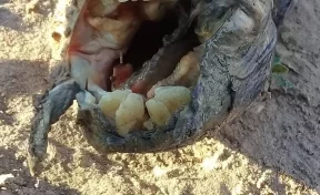 В Аргентине найдено странное существо с человеческими зубами