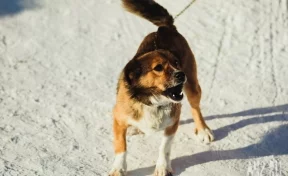 В Кемерове домашняя собака покусала 11-летнюю девочку: с хозяйки требуют компенсацию