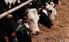 В Чувашии ввели карантин по пастереллёзу из-за заболевания скота у фермеров